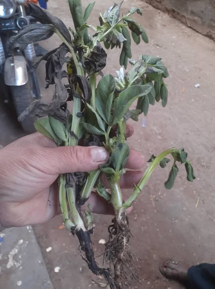 فول بلدي أرجو تحديد الإصابة والعلاج